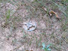 Russian anti-personnel mine displayed at APOPO Visitor's Center Siem Reap