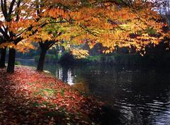 Autumn foliage in Christchurch Botanic Gardens with vibrant fall colors and mature trees