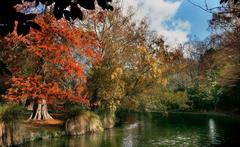 Autumn scenery in Hagley Park Christchurch with trees in fall colors and green grass