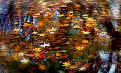 Colorful autumn leaves twirling in the wind