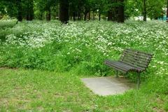 Wooden bench in Christchurch Botanic Gardens surrounded by greenery