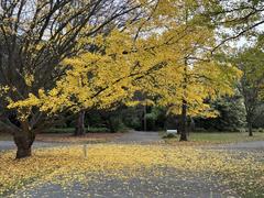 Autumn colours in Christchurch Botanic Gardens during Wikicon 2025 Sunday field trip