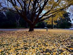 Autumn colours in Christchurch Botanic Gardens during Wikicon 2025 Sunday field trip