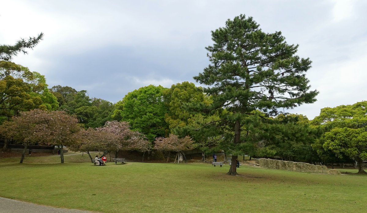 Deer roaming freely in Nara Park, Nara, Japan with traditional Japanese buildings in the background