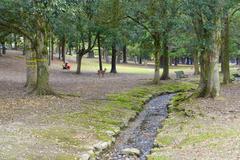Deer roaming in Nara Park with traditional Japanese architecture in the background