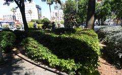 Lush vegetation and greenery at Plaza Espana in Palma de Mallorca
