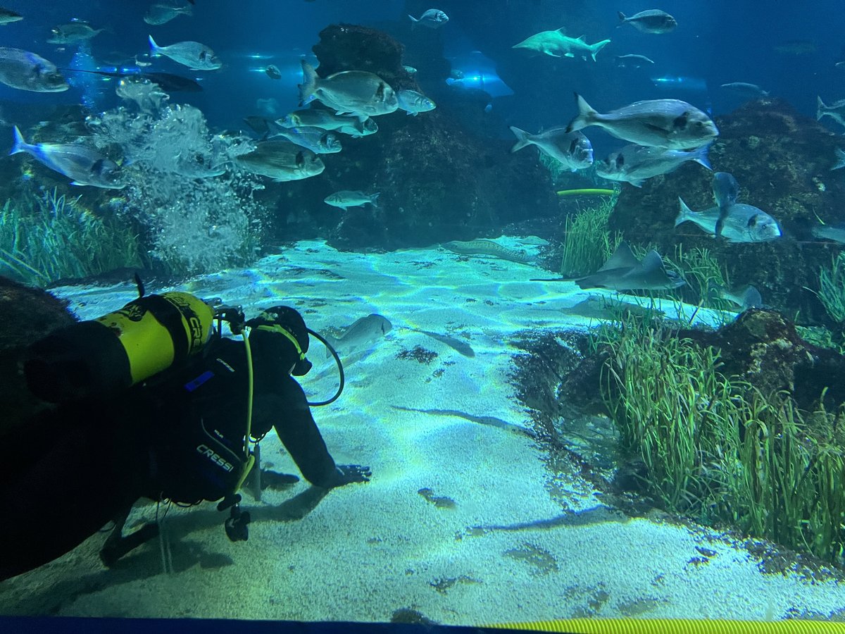 Diver cleaning inside aquarium