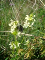 Stachys recta flowers at Malhostovická pecka nature reserve