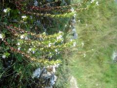 Malhostovická pecka natural monument with medicinal eyebright plant