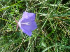Malhostovická pecka nature reserve with peach-leaved bellflower in bloom