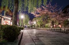Cherry blossom trees blooming at night in Higashiyama-ku, Kyoto, Japan