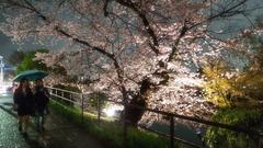 Cherry blossom trees along the sidewalk on Kawabata Street in Higashiyama Ward, Kyoto City, Kyoto Prefecture, next to Kamo River and near the entrance of Shinmonzen Street