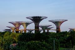 Supertree Grove at Gardens by the Bay during sunset with illuminated vertical gardens and futuristic tree-like structures