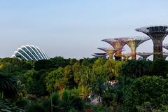 Supertree Grove in Gardens by the Bay with futuristic tree-like vertical gardens