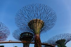 Supertree Grove