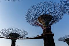 Supertree Grove in Gardens by the Bay at sunset