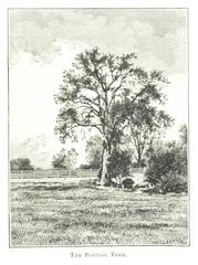Vintage black and white photo of The Pontiac Tree by Farmer in 1884 in Detroit