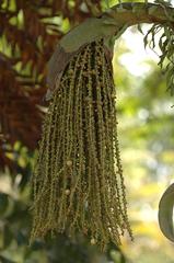 Toddy Palm flowers (Caryota urens) with fishtail shaped leaves, Lake Gardens, Kuala Lumpur, Malaysia
