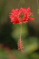 Red Hibiscus flower with feathered petals in Lake Gardens Kuala Lumpur