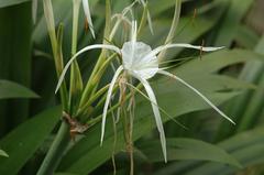 Close-up of white Spider Lily flower with long, narrow petals and central stamens