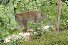 Long-tailed Macaque sitting on a tree branch