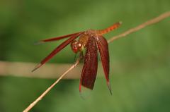 Neurothemis fluctuans dragonfly perched on a thin branch with blurred green foliage background