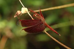 Neurothemis fluctuans dragonfly resting on a plant in Kuala Lumpur Lake Gardens Malaysia