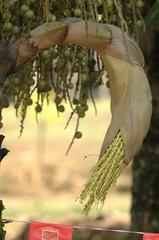 Flowers of Toddy Palm Caryota urens or Fishtail Palm at Lake Gardens Kuala Lumpur Malaysia