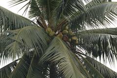 Green coconuts hanging on a Coconut Palm tree in Lake Gardens, Kuala Lumpur