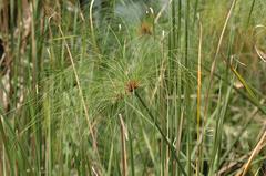 Papyrus sedge plant with green stems and flower clusters