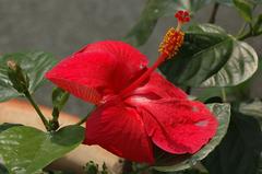 Red Hibiscus flower blooming in Lake Gardens Kuala Lumpur Malaysia