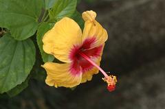 Yellow Hibiscus flower in full bloom