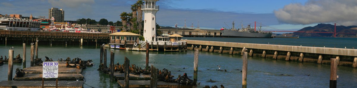 California Sea Lions resting on wooden pier at Pier 39
