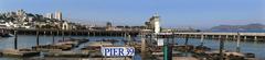California sea lions lounging on wooden docks at Pier 39