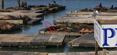 Pier 39 Sea Lions