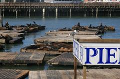 California sea lions resting on wooden docks at Pier 39