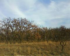 Watering trees in Bosque El Nixticuil forest in Guadalajara and Zapopan, Jalisco, Mexico