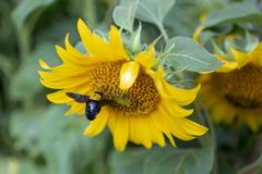 Black carpenter bee Xylocopa violacea feeding on sunflower in Central Jakarta