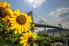Sunflowers attracting pollinators at North Brooklyn Farm with Williamsburg Bridge in background
