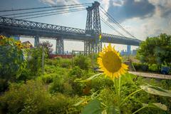 Sunflowers attracting bees for pollination at North Brooklyn Farm near Williamsburg Bridge