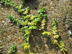 Kahles Bruchkraut Herniaria glabra plant at Saarbrücken main train station