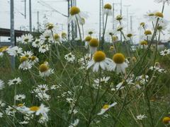 Wild false chamomile flower (Tripleurospermum inodorum) in bloom near Saarbrücken main train station