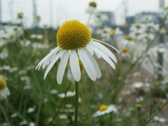 False chamomile (Tripleurospermum inodorum) flower in bloom near Saarbrücken Central Station