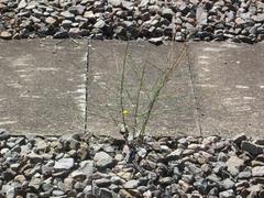 Großer Knorpellattich plant Chondrilla juncea near Hauptbahnhof Saarbrücken