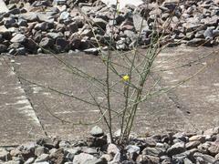 Großer Knorpellattich Chondrilla juncea plant near Saarbrücken main station