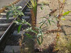 Buddleja davidii butterfly bush with purple flowers at Saarbrücken main train station