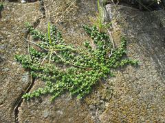 Kahles Bruchkraut (Herniaria glabra) plant near Saarbrücken main railway station