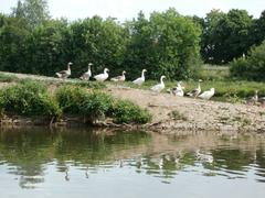 Geese at Güdingen Weir