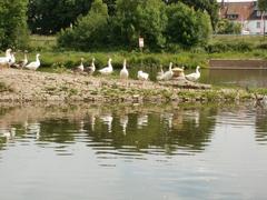 Geese at the Güdingen lock and dam