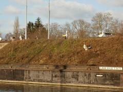 Geese by the Güdingen weir on a calm water surface